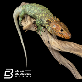 Lagarto caimán - Dracaena guianensis