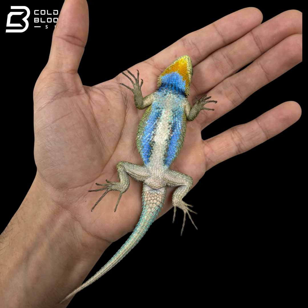 Emerald Swifts - Sceloporus Malachiticus