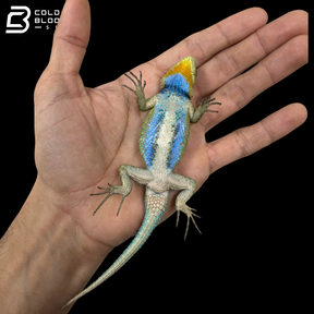 Emerald Swifts - Sceloporus Malachiticus