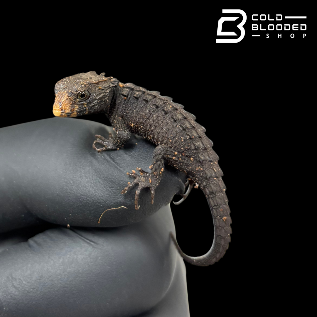 Baby Red Eyed Crocodile Skinks - Tribolonotus gracilis