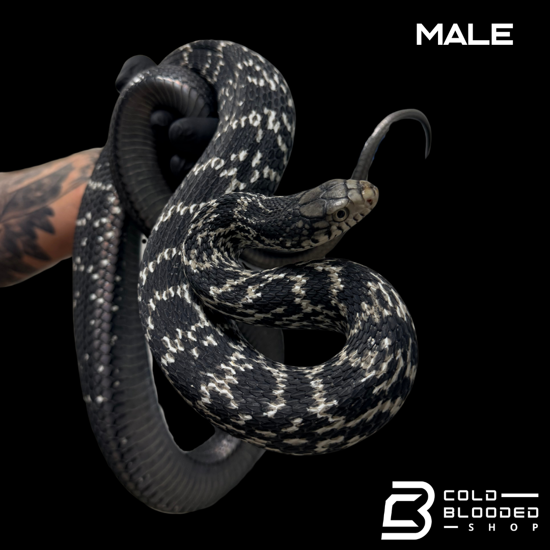 Serpiente rata rey china