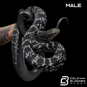 Serpiente rata rey china