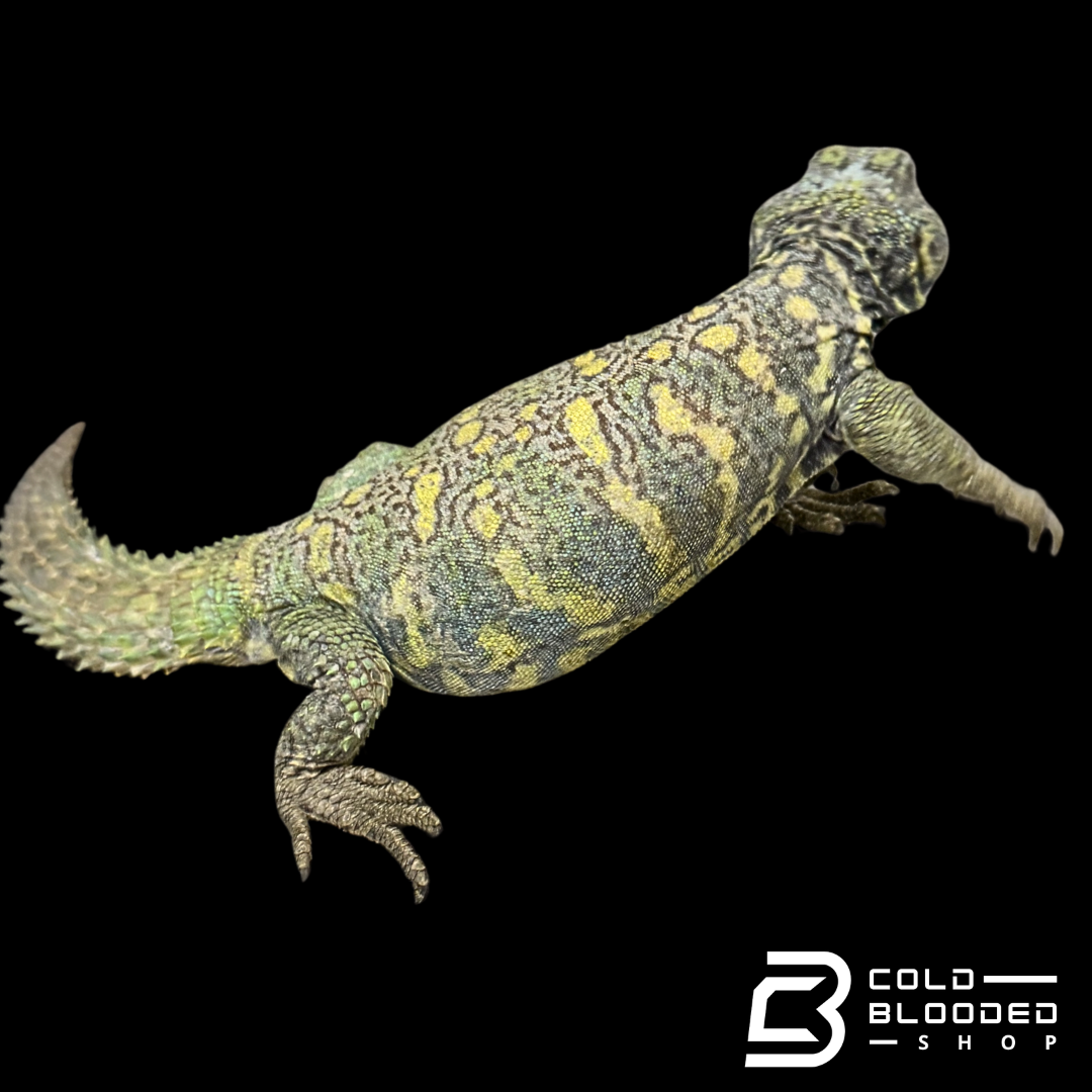 Bebé Uromastyx adornado