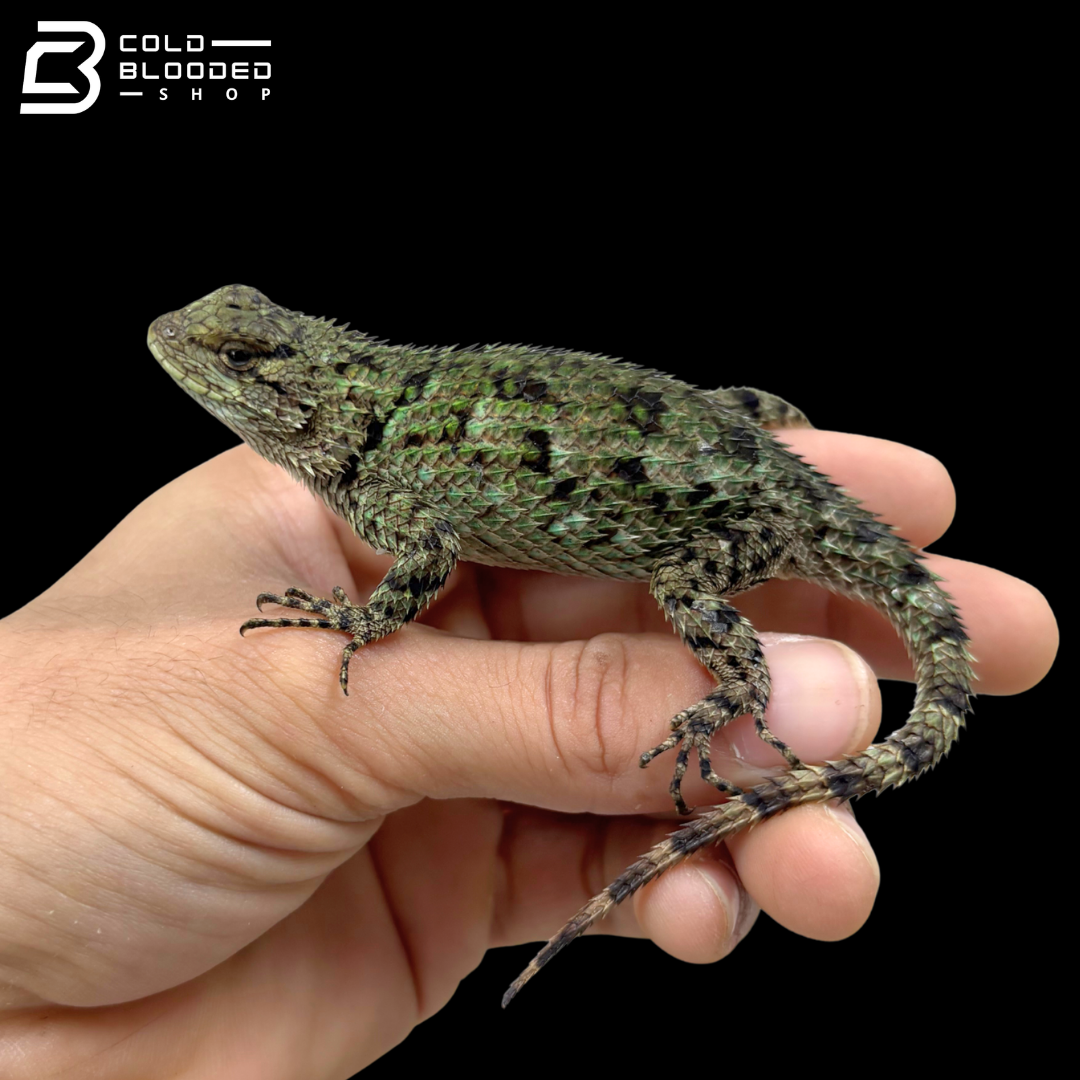 Emerald Swifts - Sceloporus Malachiticus