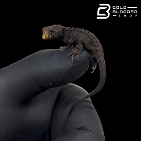 Baby Red Eyed Crocodile Skinks - Tribolonotus gracilis
