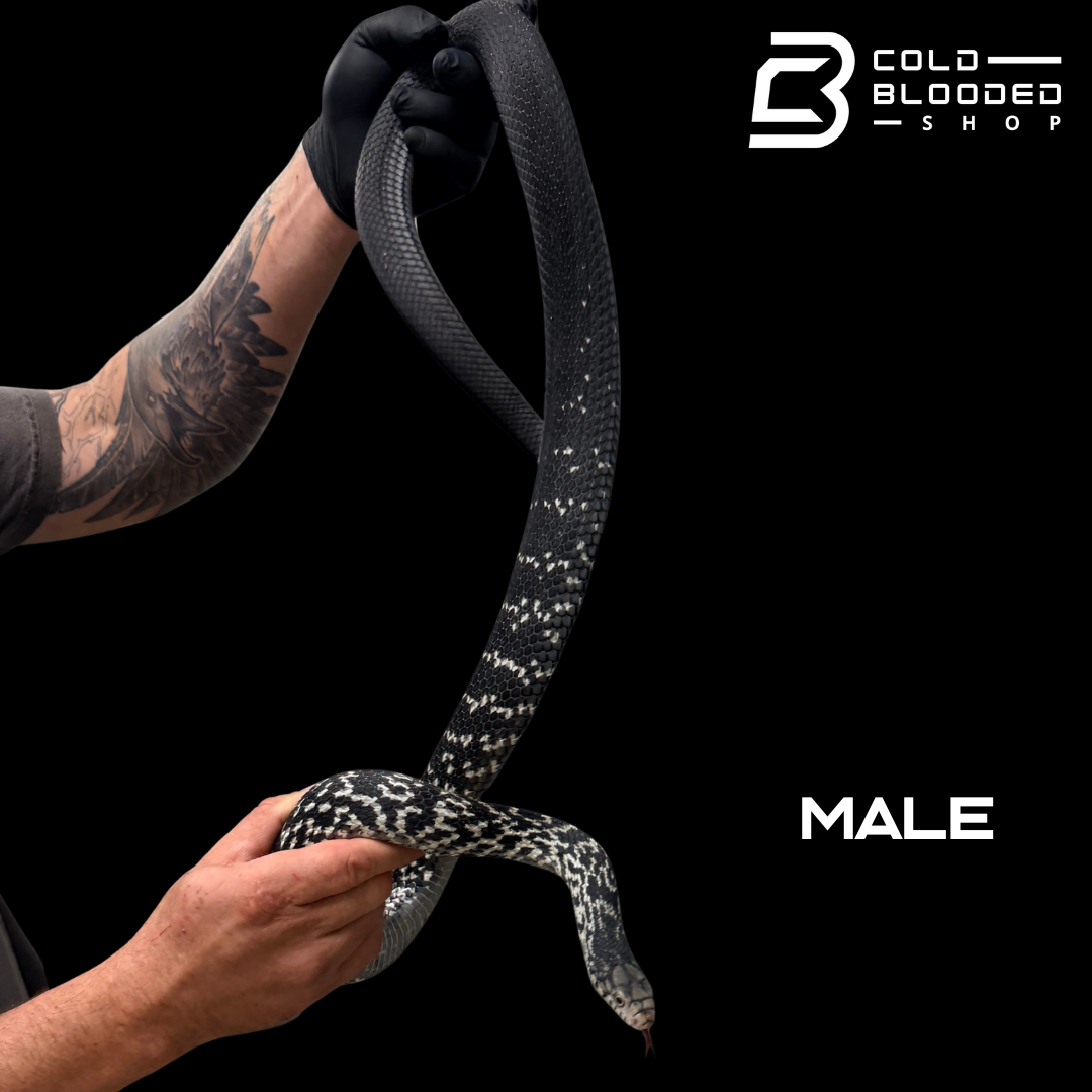 Serpiente rata rey china