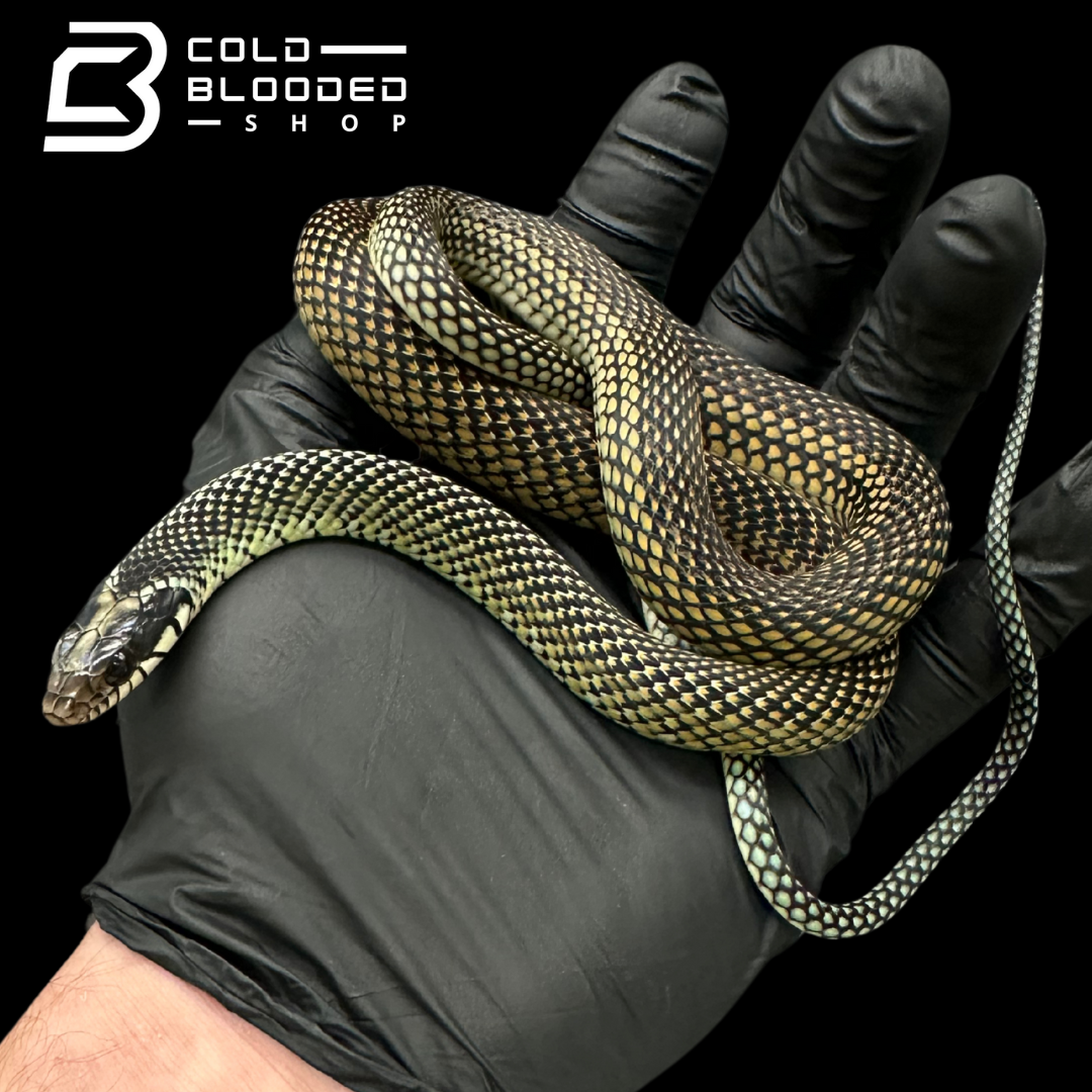 Serpientes rata de Jansen - Gonyosoma jansenii
