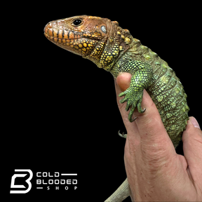 Lagarto caimán - Dracaena guianensis