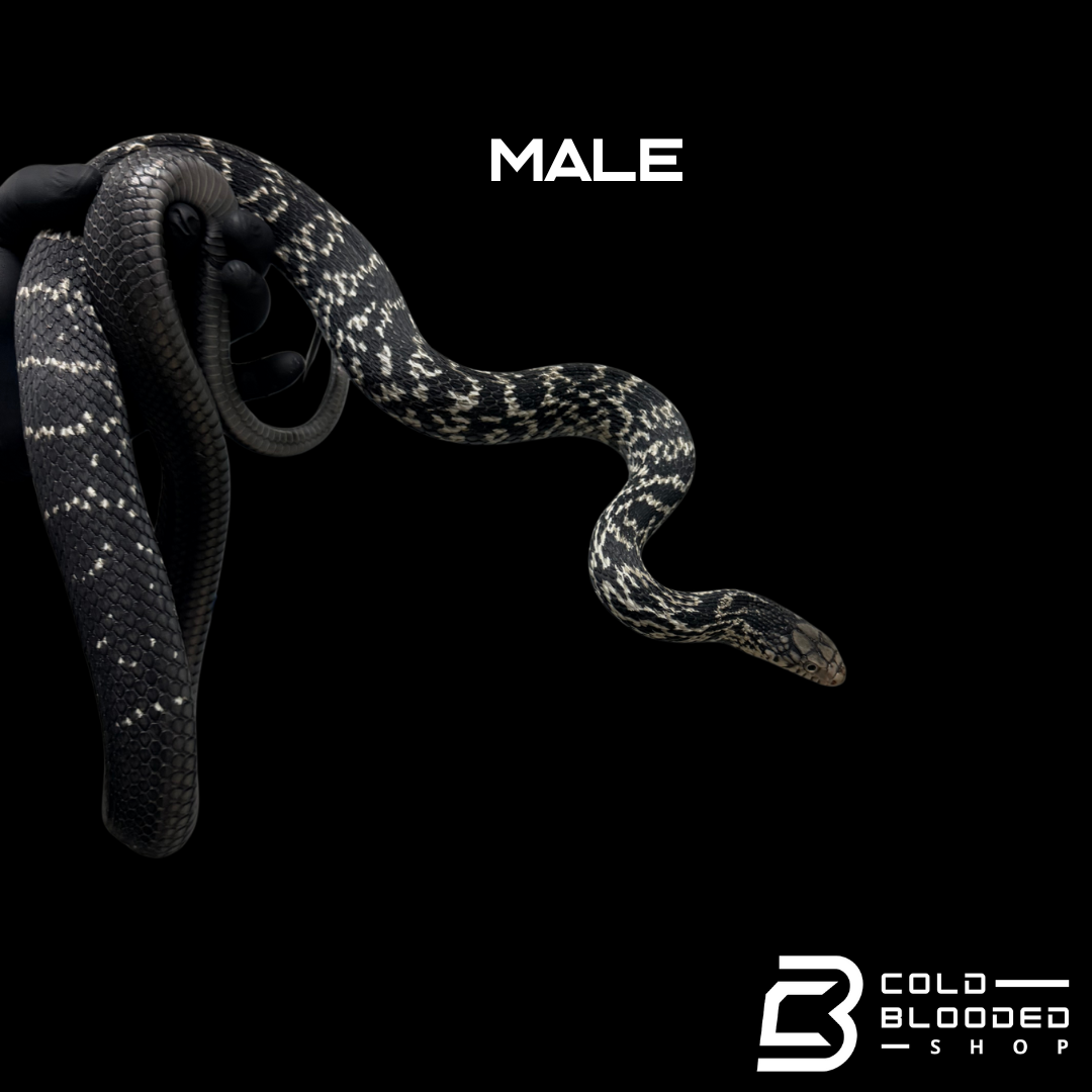 Serpiente rata rey china