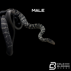 Serpiente rata rey china