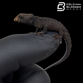 Baby Red Eyed Crocodile Skinks - Tribolonotus gracilis