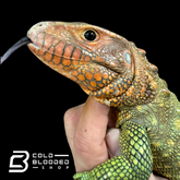 CBB Caiman Lizard Male #1 sub adult (Costa Rica zoo stock)- Dracaena guianensis