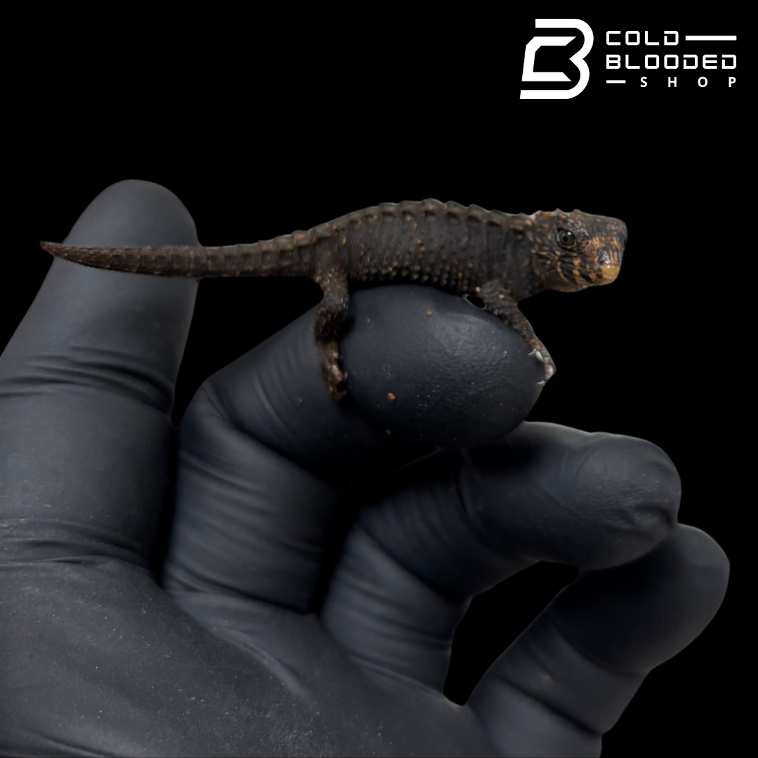 Baby Red Eyed Crocodile Skinks - Tribolonotus gracilis