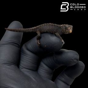 Baby Red Eyed Crocodile Skinks - Tribolonotus gracilis