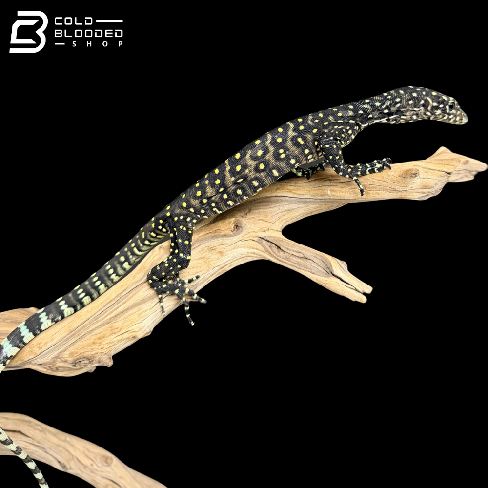 Monitor Lizard Computer Shop Monitor Lizards Online – Tree Monitors, Water Monitors, & More