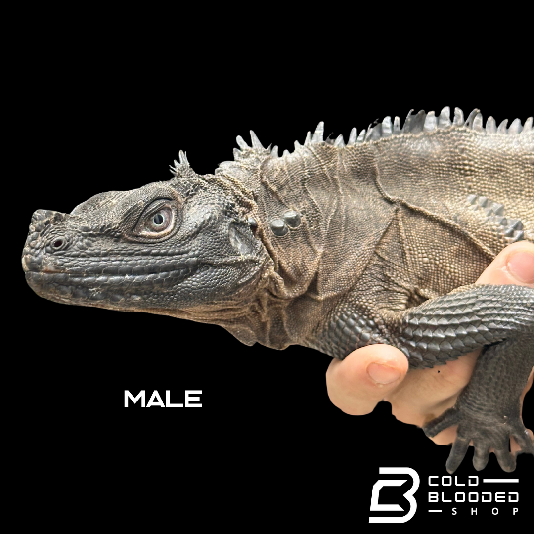 Adulto Negro Lagarto Dragón Sailfin - Hydrosaurus celebensis