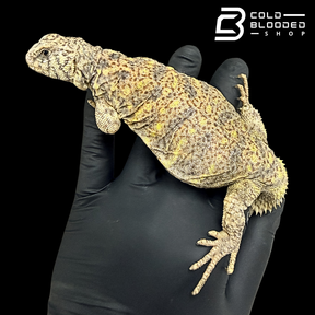 Adult Female Ornate Uromastyx High Color - Uromastyx ornata