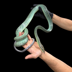 Captive Bred Blue Red-tailed Green Rat Snake - Gonyosoma oxycephalum