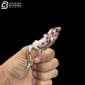 Pied Common Four-clawed Gecko - Gehyra Mutilata