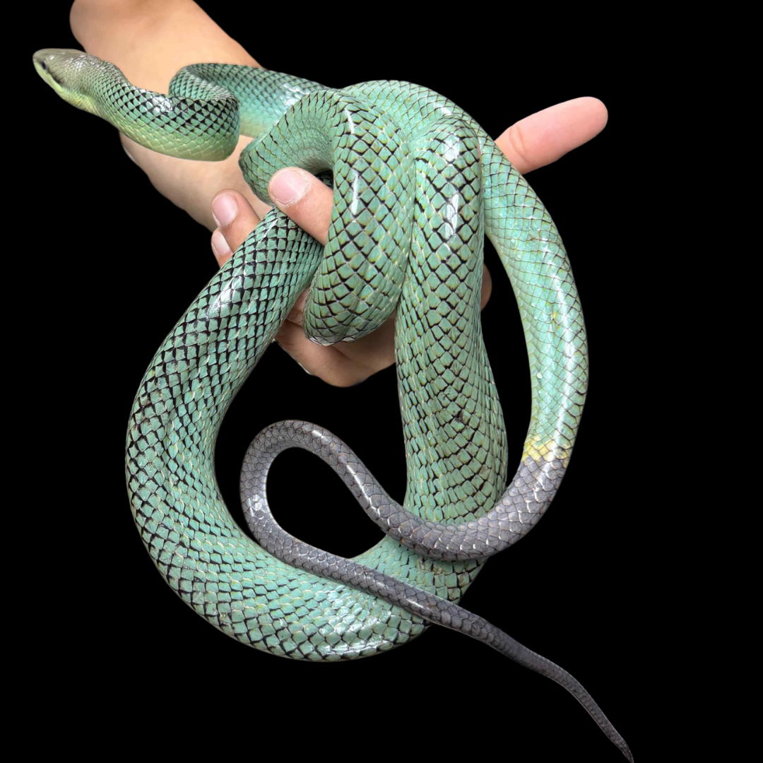 Captive Bred Blue Red-tailed Green Rat Snake - Gonyosoma oxycephalum