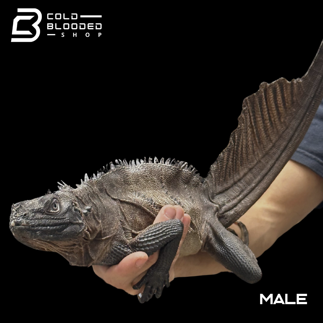 Adulto Negro Lagarto Dragón Sailfin - Hydrosaurus celebensis