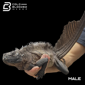 Adulto Negro Lagarto Dragón Sailfin - Hydrosaurus celebensis