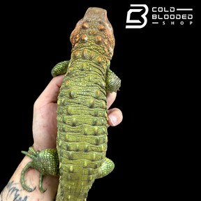 CBB Caiman Lizard Male #1 sub adult (Costa Rica zoo stock)- Dracaena guianensis