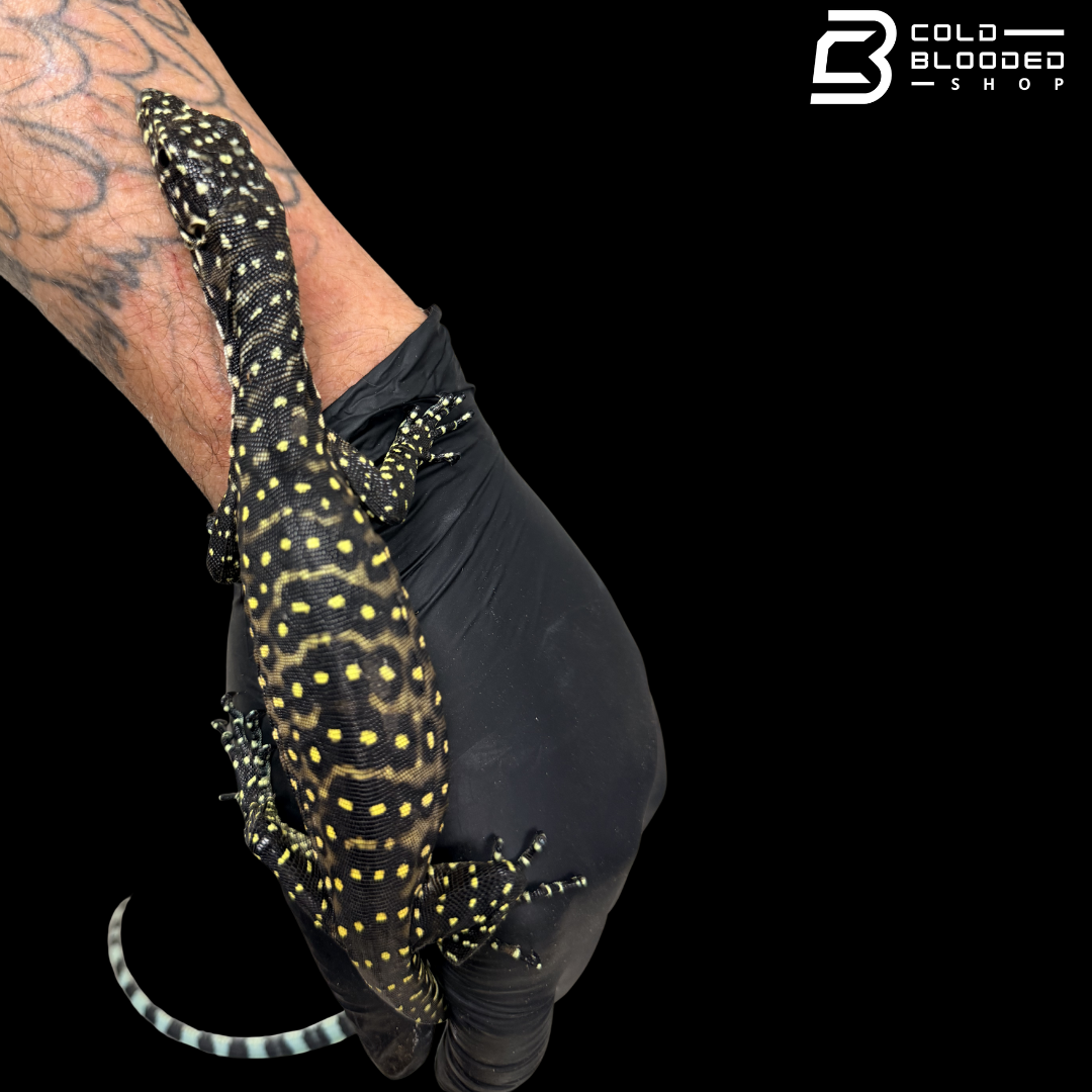 Baby Pastel Blue-tailed Monitor - Varanus doreanus