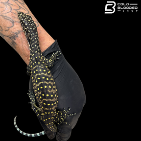 Baby Pastel Blue-tailed Monitor - Varanus doreanus