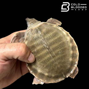 Fly River Turtle - Carettochelys insculpta