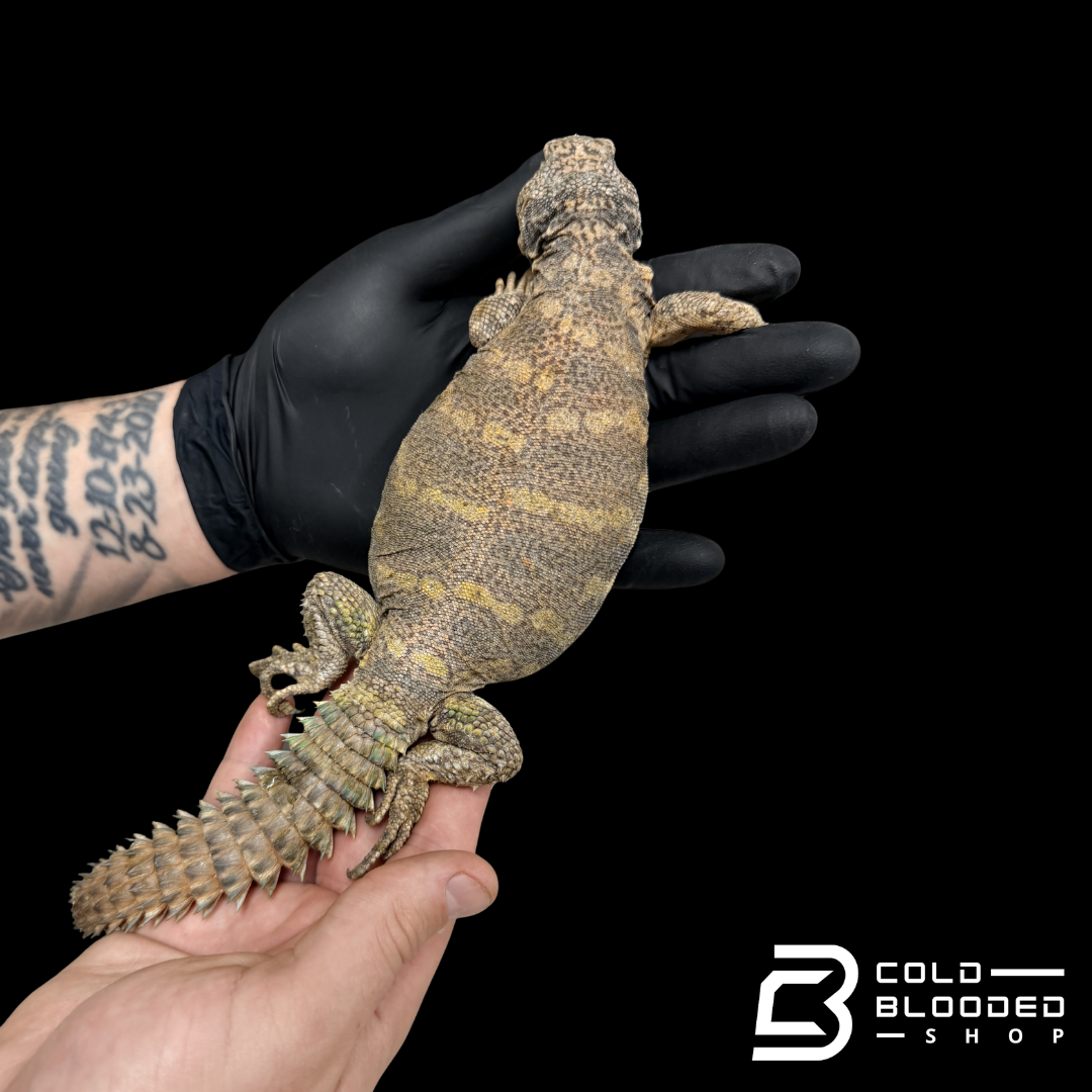 Adult Female Ornate Uromastyx - Uromastyx ornata