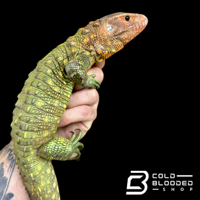 CBB Caiman Lizard Male #1 sub adult (Costa Rica zoo stock)- Dracaena guianensis
