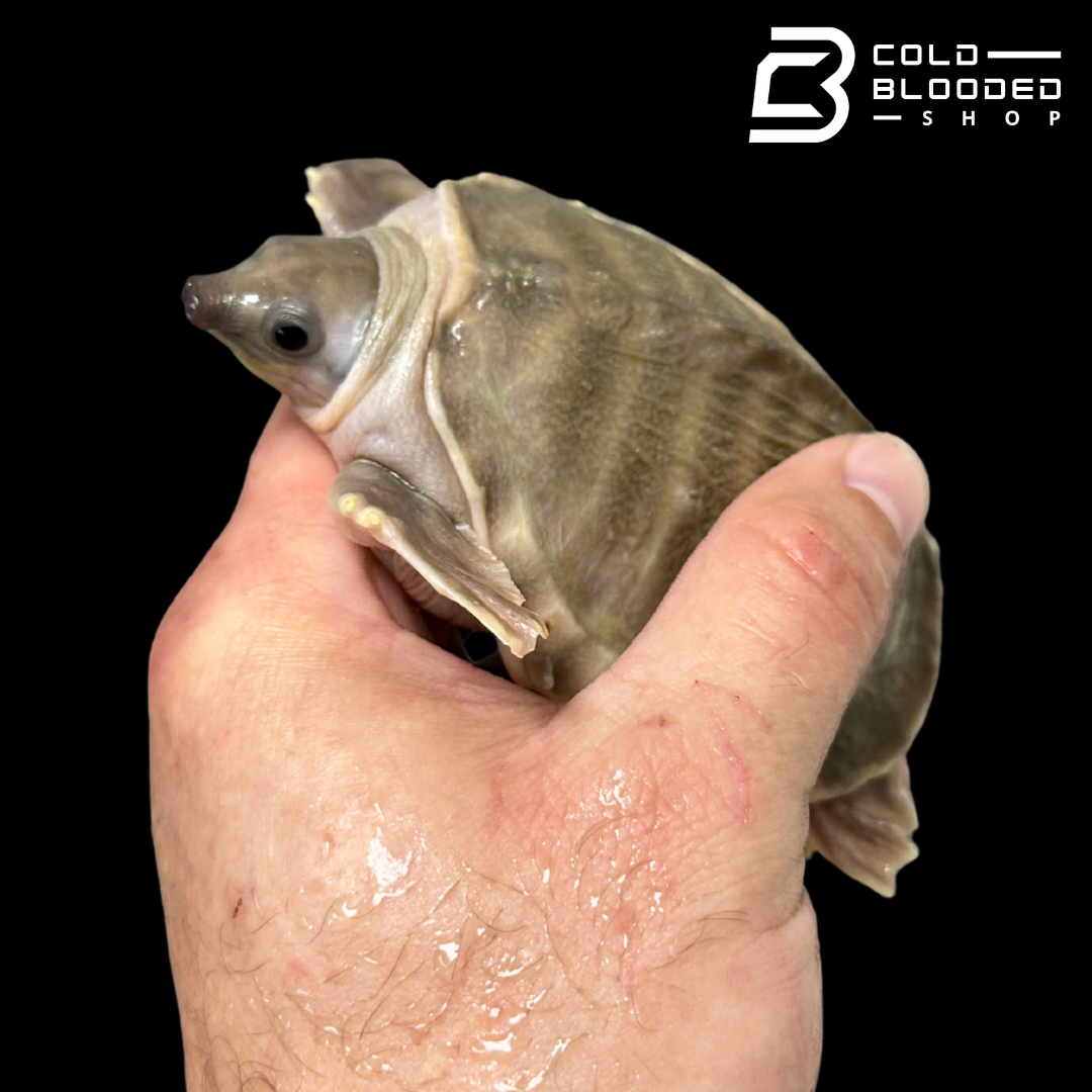 Fly River Turtle - Carettochelys insculpta