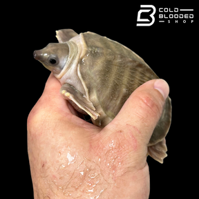 Fly River Turtle - Carettochelys insculpta