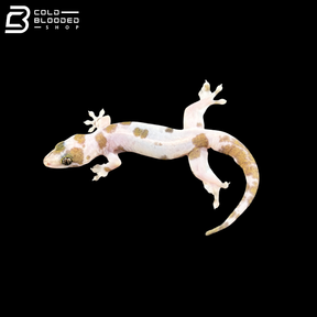 Pied Common Four-clawed Gecko - Gehyra Mutilata