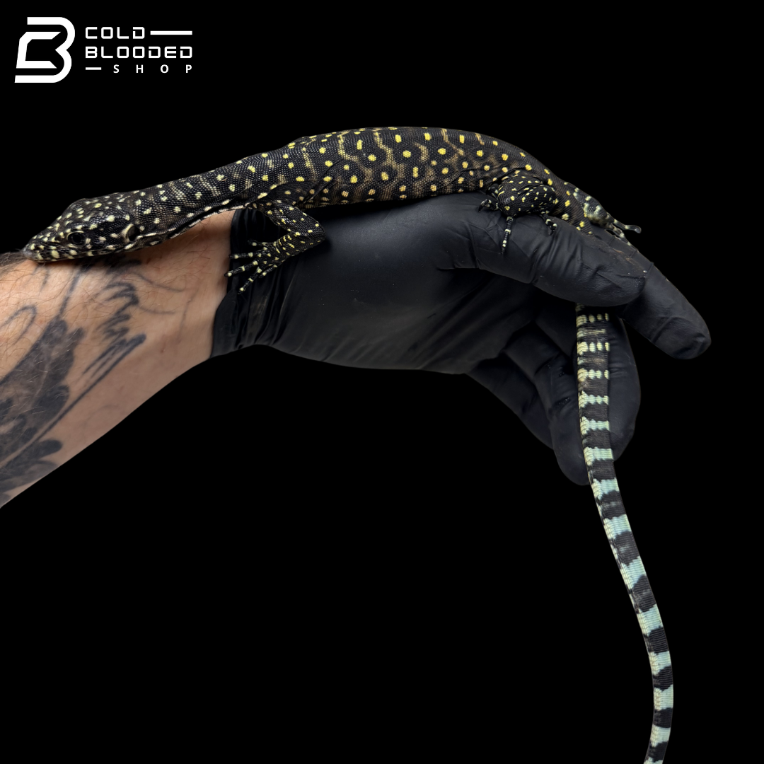 Baby Pastel Blue-tailed Monitor - Varanus doreanus