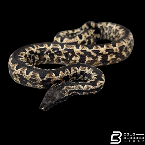 Female Halmahera Ground Boa HIGH WHITE - Candoia paulsoni tasmai
