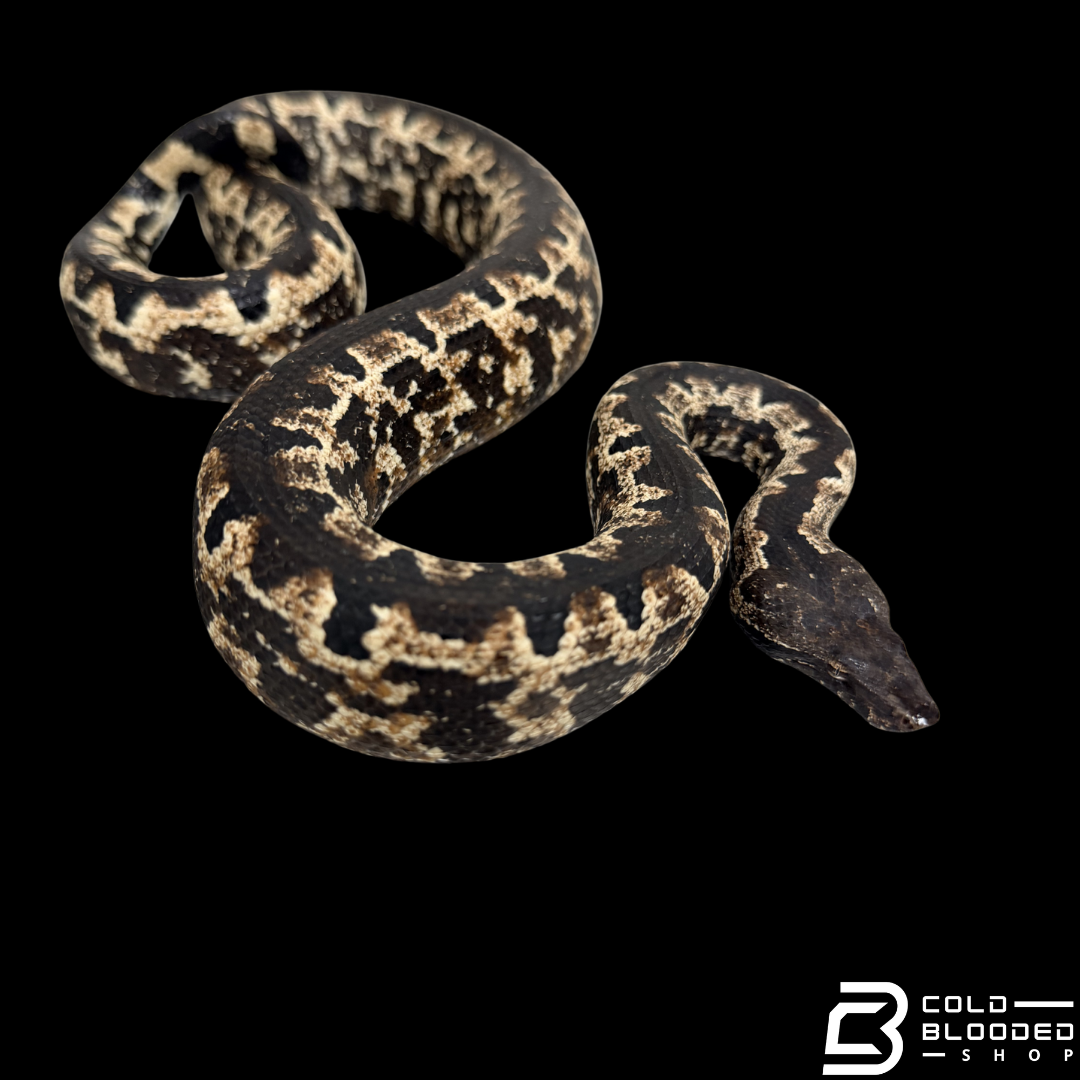 Female Halmahera Ground Boa HIGH WHITE - Candoia paulsoni tasmai