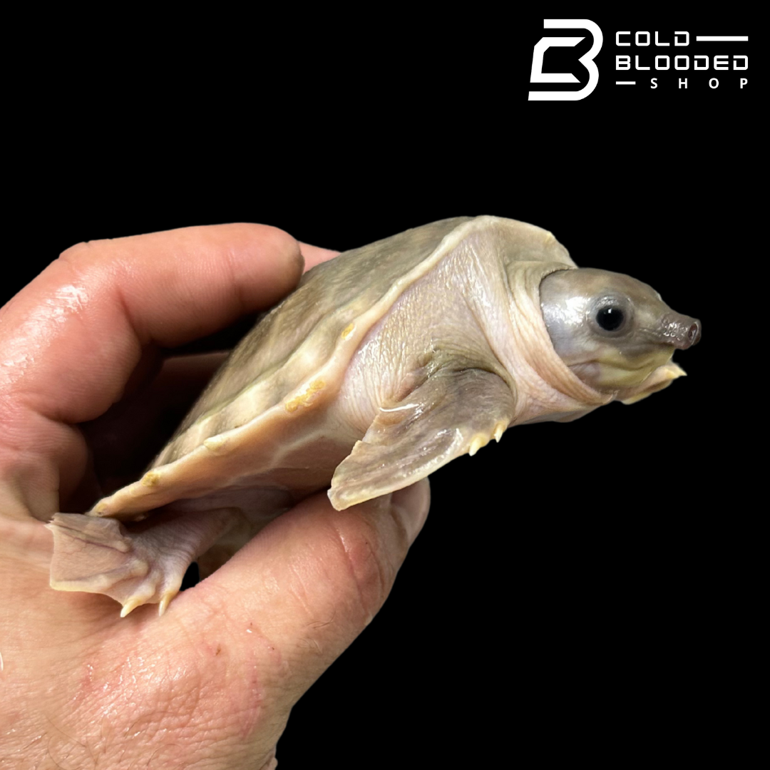 Fly River Turtle - Carettochelys insculpta