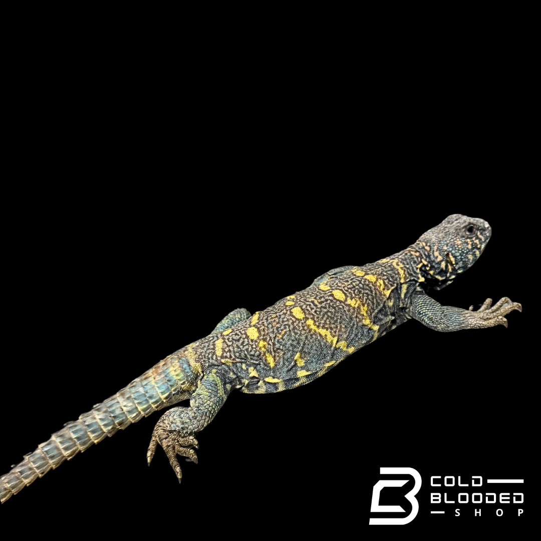 Adult Dark Blue Ornate Uromastyx  - Uromastyx ornata