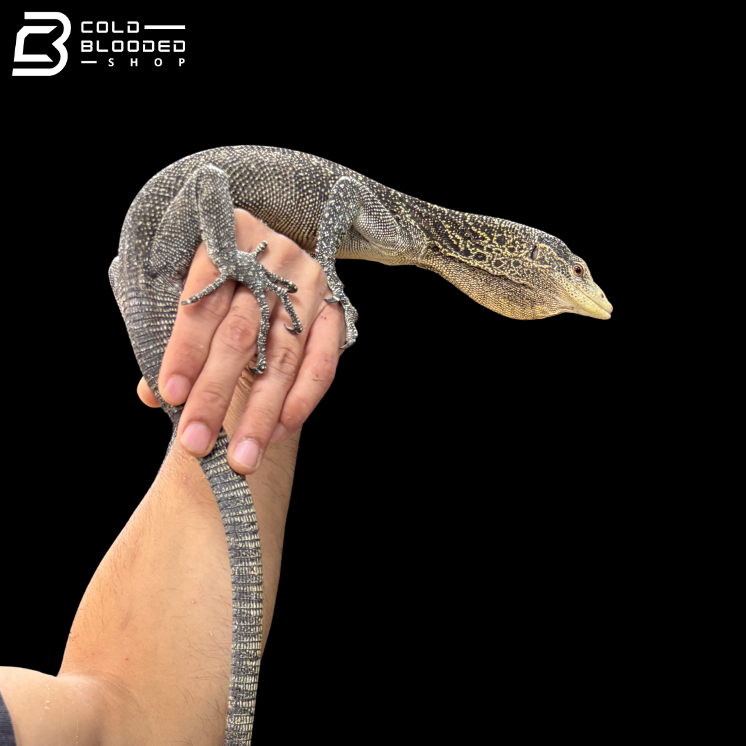 Adult Male Golden-spotted Tree Monitor - Varanus boehmei