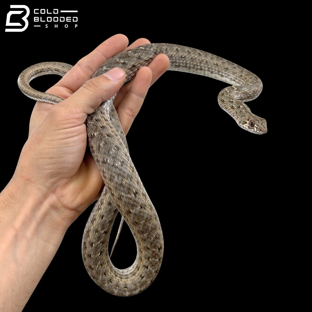 Montpellier Snakes - Malpolon insignitus