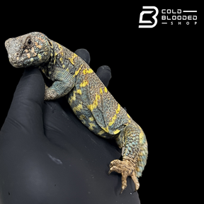 Bebé Uromastyx adornado