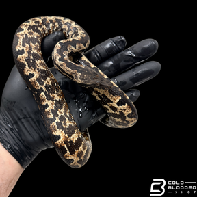 Female Halmahera Ground Boa HIGH WHITE - Candoia paulsoni tasmai