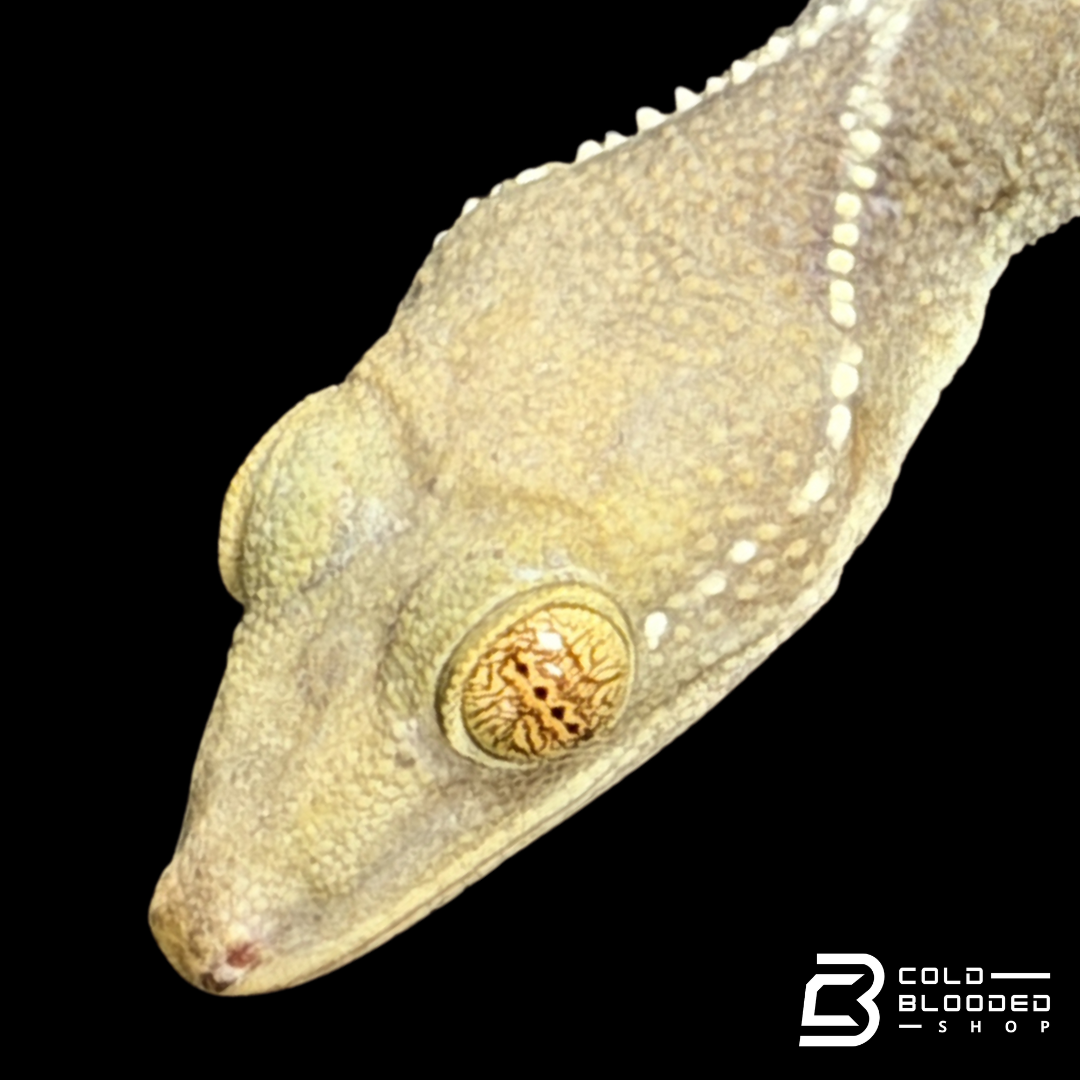 White Lined Gecko - Gekko vittatus