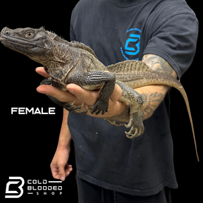 Adulto Negro Lagarto Dragón Sailfin - Hydrosaurus celebensis