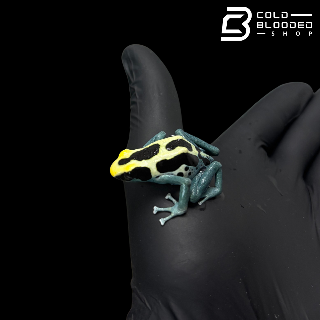 Patricia Dart Frog - Dendrobates tinctorius