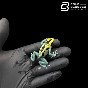 Patricia Dart Frog - Dendrobates tinctorius