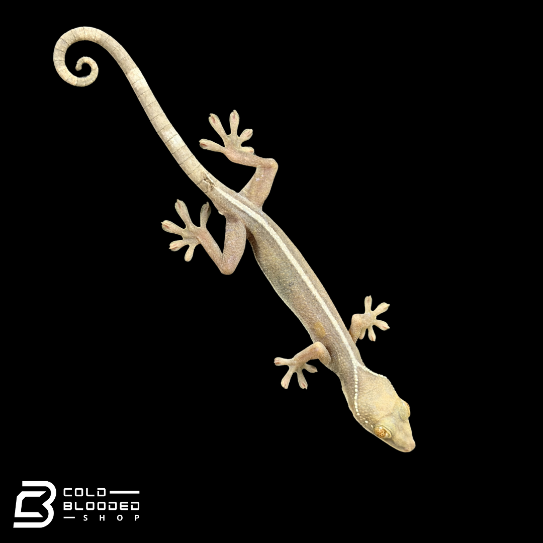 White Lined Gecko - Gekko vittatus