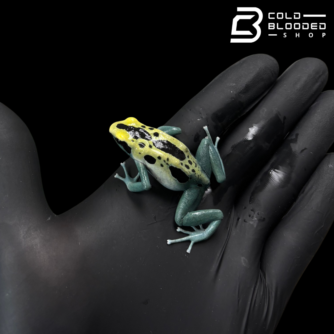 Patricia Dart Frog - Dendrobates tinctorius